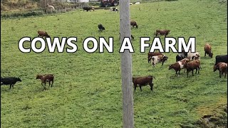 A Serene Sight of Cows Calmly Munching on Fresh Farm Grass [upl. by Nafis]