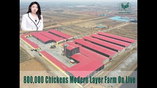 800000 Chickens Modern Layer Farm On Live [upl. by Perce921]