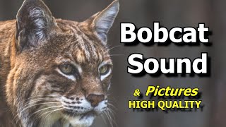 Bobcat Sounds and Pictures  Learn The Sound a Bobcat Makes [upl. by Reerg]