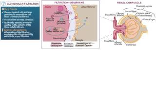 Anatomy and Physiology Glomerular Filtration [upl. by Aicatsana]