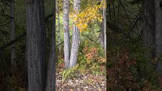 Squirrel climbing a tree in Eielson AFB Alaska during early September 2024 [upl. by Marley]