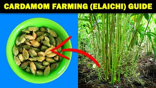 Cardamom Farming  Cardamom Elaichi Cultivation  How to grow Cardamom at home from Seed [upl. by Loyce]