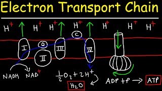 Electron Transport Chain  ATP Synthase Chemiosmosis amp Oxidative Phosphorylation [upl. by Slater756]