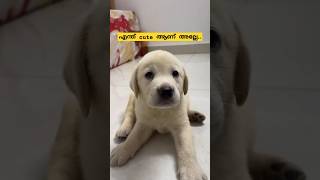 എന്ത് രസമാ കണ്ട് ഇരിക്കാൻ 💕😍 puppy puppylife puppydog puppyvideos love cutepuppy tamil fyp [upl. by Nylinej]