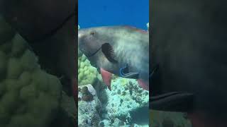 Parrotfish fish maldivies beachgetaway fishing lagoon beachholiday maldivesparadise [upl. by Kcirrez234]