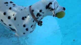 Dalmatian puppy swimming [upl. by Weinstein]