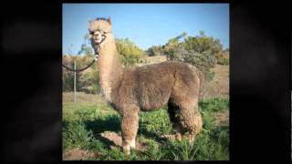 Alpacas of Anza Valley  AutumnSuns Silver Dustdevil [upl. by Torrell]