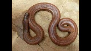 Double head snake at Coorg forest KA [upl. by Kcirddehs908]