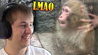 A Monkey That Couldnt Believe This Magic Trick [upl. by Otreblanauj]