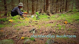 Chanterelle mushrooms for beginners  เก็บเห็ดเหลือง เห็ดมันปู [upl. by Alliuqal]