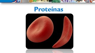 Curso de Bioquimica Proteinas [upl. by Dix]