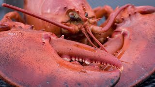 Американский омар  American Lobster Энциклопедия животных [upl. by Attenaej]