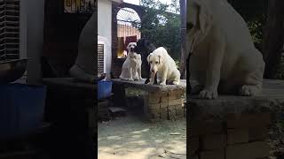 Labour dog Viral video Youtubeshort short video viral [upl. by Neelie712]