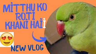 mitthu ko roti khani hai 😍🥰❤️ parrot funny pets ringneck petvideos [upl. by Orose]