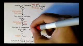 Human Metabolism Map II  Gluconeogenesis amp Glycogenesis [upl. by Ranzini]