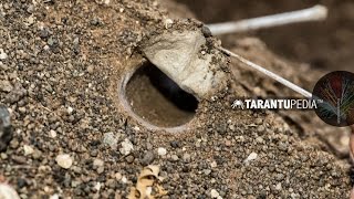 How a tarantula builds a trapdoor lid on its burrow [upl. by Eelyrag]