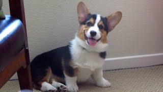 SMILING DOG  the Happiest Corgi Puppy [upl. by Adnilam58]