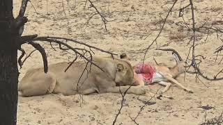 WARNING ⚠️ NOT FOR SENSITIVE VIEWERS ❌ IMPALA EATEN ALIVE BY A LION [upl. by Convery]