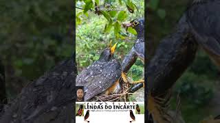 As Aves e o Milagre da Vida lendasdoencarte aves passaros viralvideo birds fauna curiosidades [upl. by Enileve]