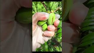 Picking torreyapickingfruitvegetablerural lifesatisfyingfarming agriculture ruralharvest [upl. by Maillil]