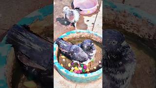 Pegion is bathing🕊️  pegion lover  ytshort pegionlovers kabootar pegionshorts [upl. by Rust]