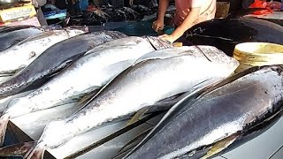 Live 08 June 24 ‼️🔥 Cutting Fresh Yellowfin Tuna trending [upl. by O'Donnell]