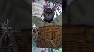 carmencat cat bengalcat kitten bengalkatze catlover carmen kitty love [upl. by Mort]