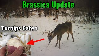 Late December Brassica Food Plot Update  Digging up Turnips [upl. by Thurman]