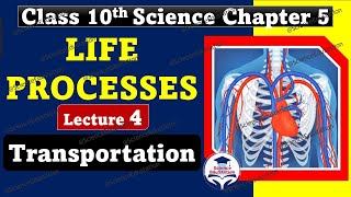 Life Processes Class 10 Science Biology  Lecture 4 Transportation  CBSE ScienceEdustation [upl. by Nealey]