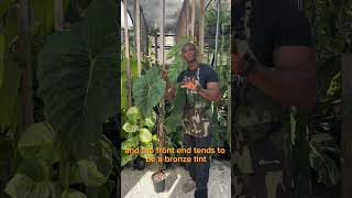 Day 7 Philodendron Majestic plants philodendron gardening philodendronmajestic [upl. by Revilo]