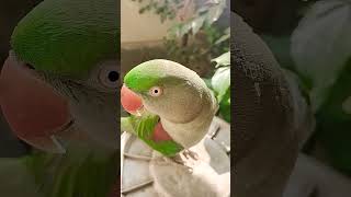 Mithu 🦜❤️🥰😍 parrot parrottalking parrotlover birds ytshorts talkingparrort youtubeshorts [upl. by Htrag]