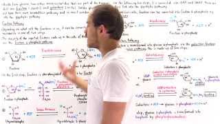 Fructose and Galactose Breakdown Pathways [upl. by Azne]