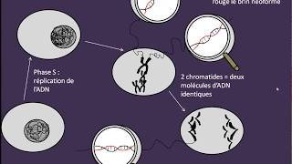 Cycle cellulaire et réplication de lADN [upl. by Shippee874]