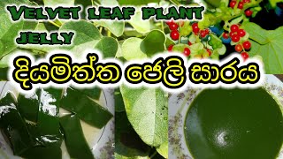 දියමිත්ත ජෙලි සාරයDiyamiththaCissampelos pareira [upl. by Shauna]