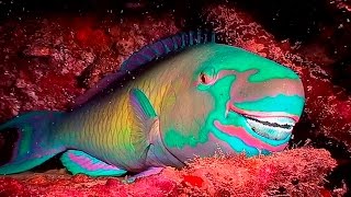 Parrotfish BuckToothed and BeachBuilding Beauties HD  Borneo from Below S01E21  SZtv [upl. by Nosremaj]