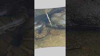 Water Snakes of INDIA 🇮🇳 Rare snakes from INDIA snakes india [upl. by Norahs329]