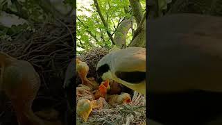 Nest Chronicles LongTailed Shrike Babies’ Adventure ytshortsvideo trendingshorts [upl. by Harold]