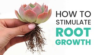 SUCCULENT CARE TIPS  HOW TO STIMULATE ROOT GROWTH IN SUCCULENTS [upl. by Redneval]