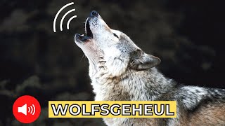 Wolfsgeheul 🐺 wolfsgeheul vollmond [upl. by Zurciram]