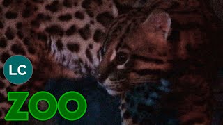 Ocelot 4K Leopardus pardalis Ozelot Ocelotto Ocelote Jaguatirica [upl. by Anade]