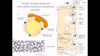 Cholesterol internalization by LDL receptor [upl. by Haelem494]