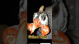 Guinea Fowl 😎 heavymetal guineafowl metal pets video [upl. by Wildee]