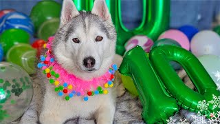 Happy Birthday Memphis The Husky 🎂 10 Years Old [upl. by Farris]