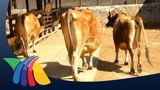 Cómo generan leche las vacas jersey [upl. by Reede234]