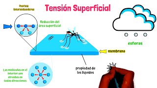 ¿Que es la tensión superficial [upl. by Aloz]