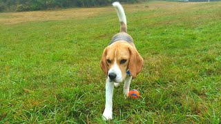 Cute Beagle Dog playing Fetch amp Find It [upl. by Peggir]