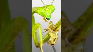 Mantis Eating  4K Close up  Praying mantis eats cricket  Insects eating sound effect [upl. by Anival]