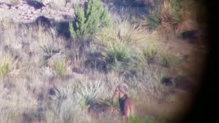 NM GMU 30 Barbary Sheep Aoudad [upl. by Leavelle286]