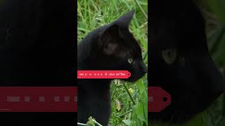 3 reasons you should not get a bombay cat [upl. by Whitehurst]