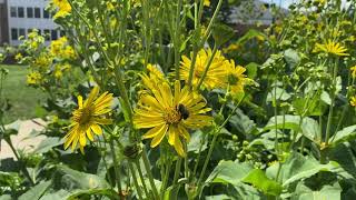 Cup Plant Silphium perfoliatum Plant Profile [upl. by Aicert79]